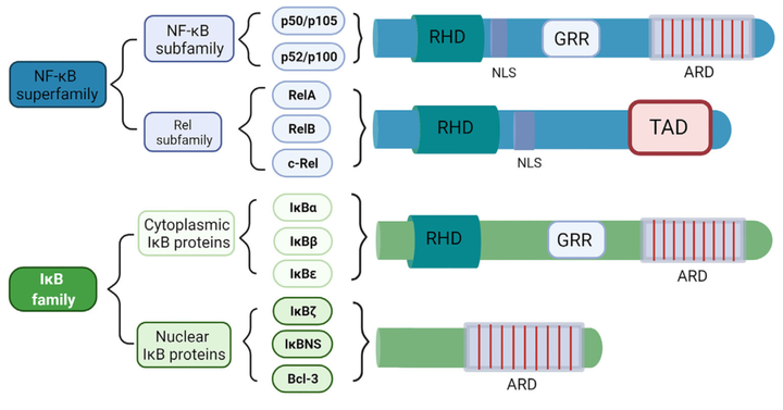 快速了解NF-κB 通路