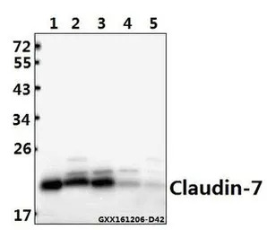 Claudin 7 antibody