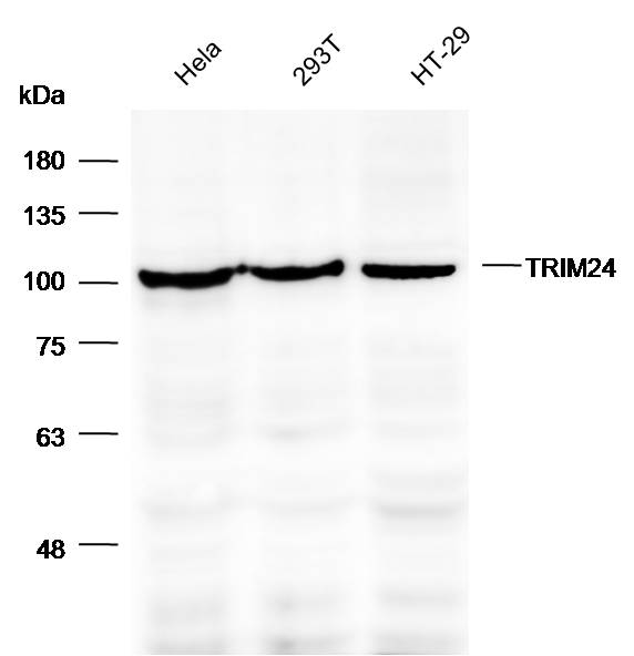 Anti-TRIM24 Polyclonal Antibod