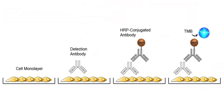 Cell-Based ELISA Platform Overview