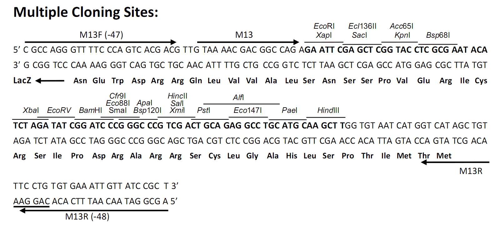 pUC57-Kanamycin-plasmid