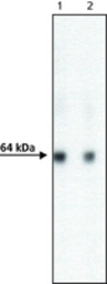 AcV5 tag antibody [ACV5]