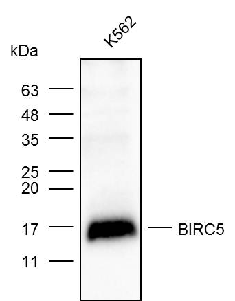 Anti-BIRC5 Polyclonal Antibody
