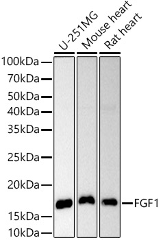 Anti-FGF1 Polyclonal Antibody
