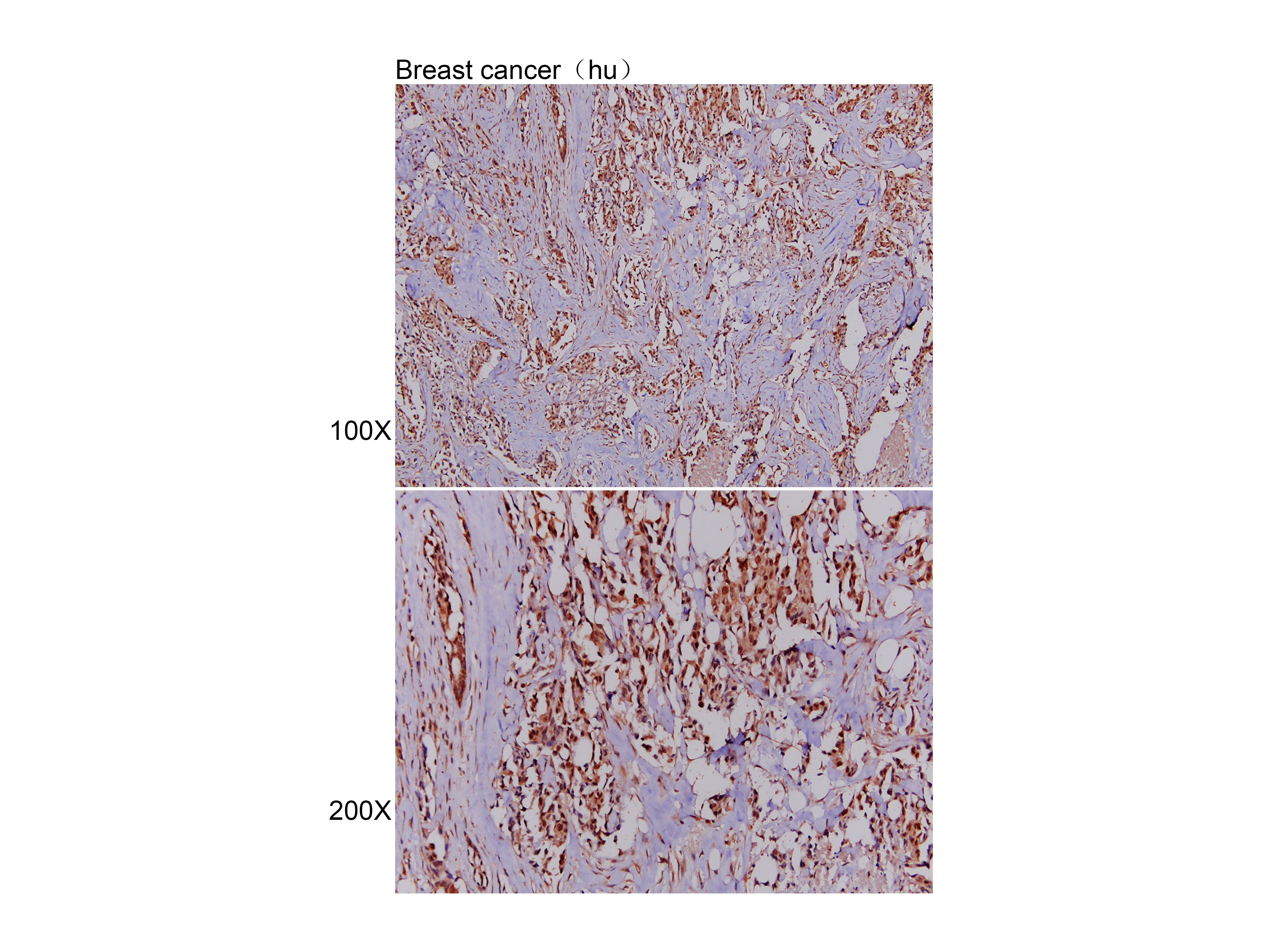 Anti-CEBPB Polyclonal Antibody
