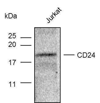 Anti-CD24 Polyclonal Antibody