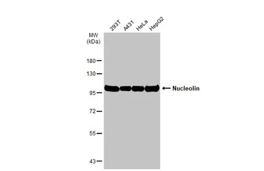 Nucleolin antibody