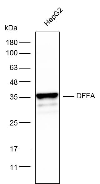 Anti-DFFA Polyclonal Antibody
