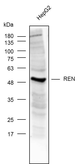 Anti-REN Polyclonal Antibody