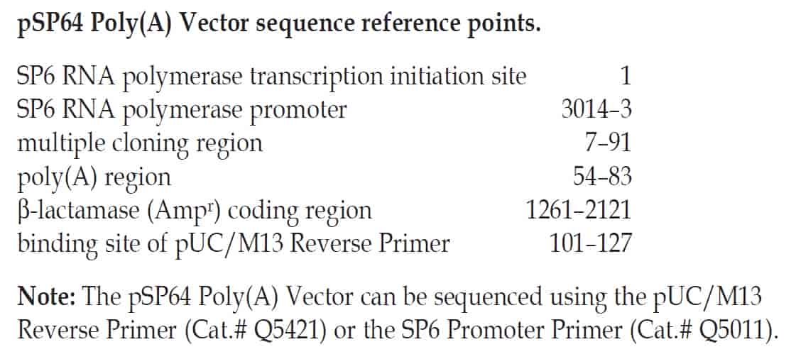 pSP64-plasmid