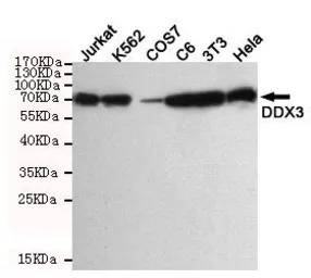 DDX3 antibody [6G8]