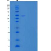 人Serpin A10/ZPI重组蛋白C-6His