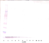 Anti-Murine EGF Western Blot Unreduced