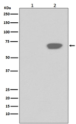 PLK1 (phospho Thr210) antibody