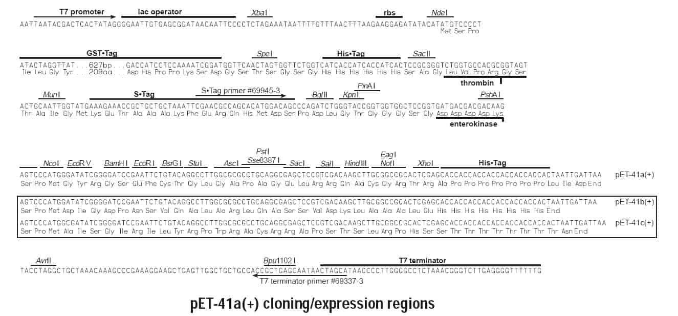 pET-41c-vector