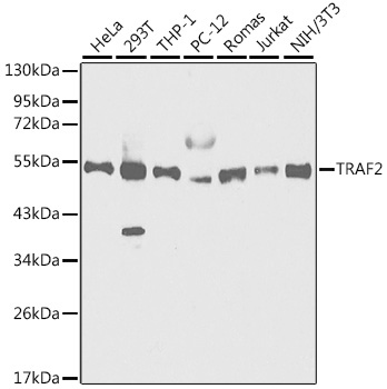 Anti-TRAF2 Polyclonal Antibody