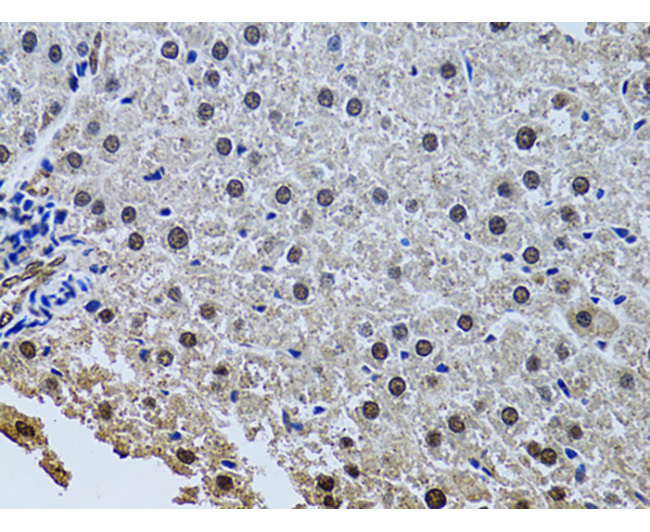 SIN3A Rabbit Polyclonal Antibo