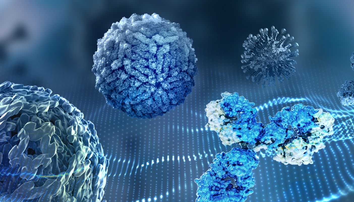 重要发现: SUN2通过Nesprins和NS1诱导细胞骨架重排以促进黄病毒复制