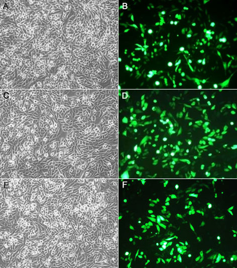 Lipo8000™转染试剂