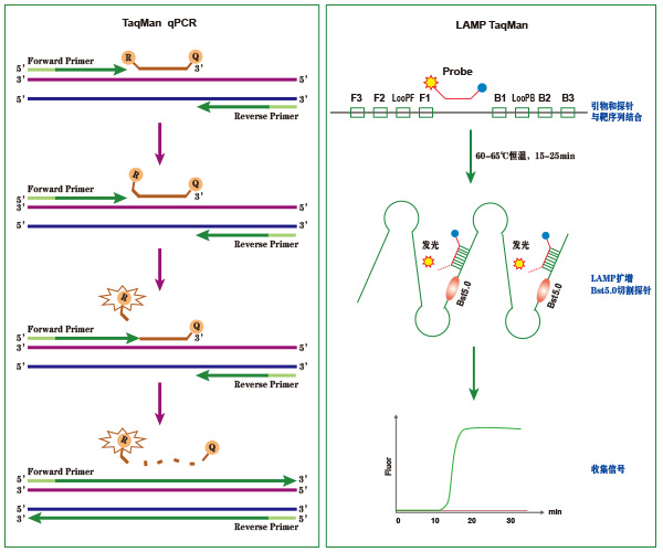 LAMP TaqMan 扩增试剂盒 LAMP TaqMan 扩增试剂盒