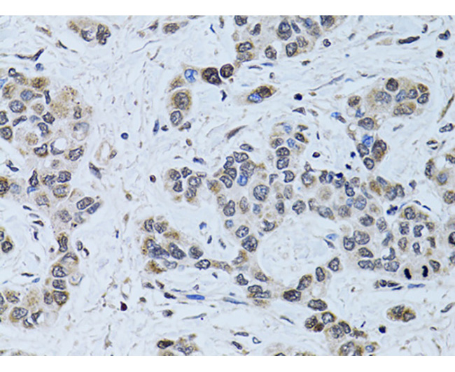 SIN3A Rabbit Polyclonal Antibo