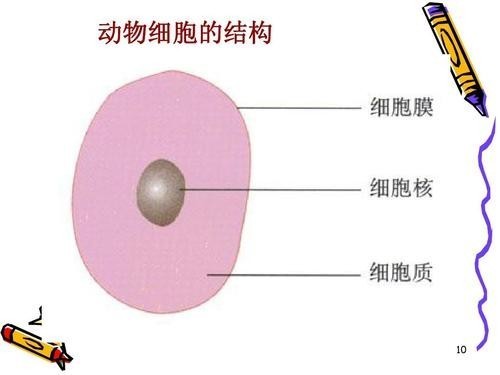 神经元细胞规格 