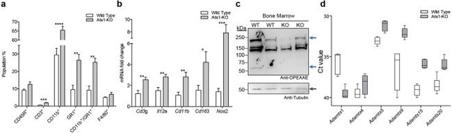CD3e Antibody