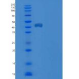 人NCR3/NKp30/CD337重组蛋白C-Fc
