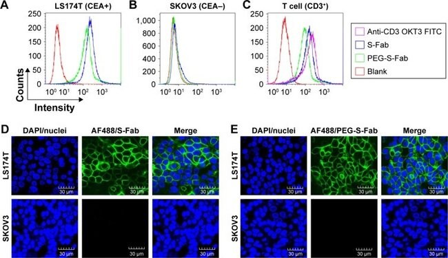 CD3 Antibody