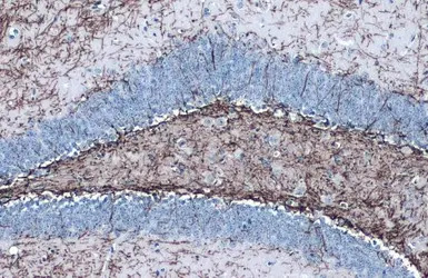 Myelin PLP antibody