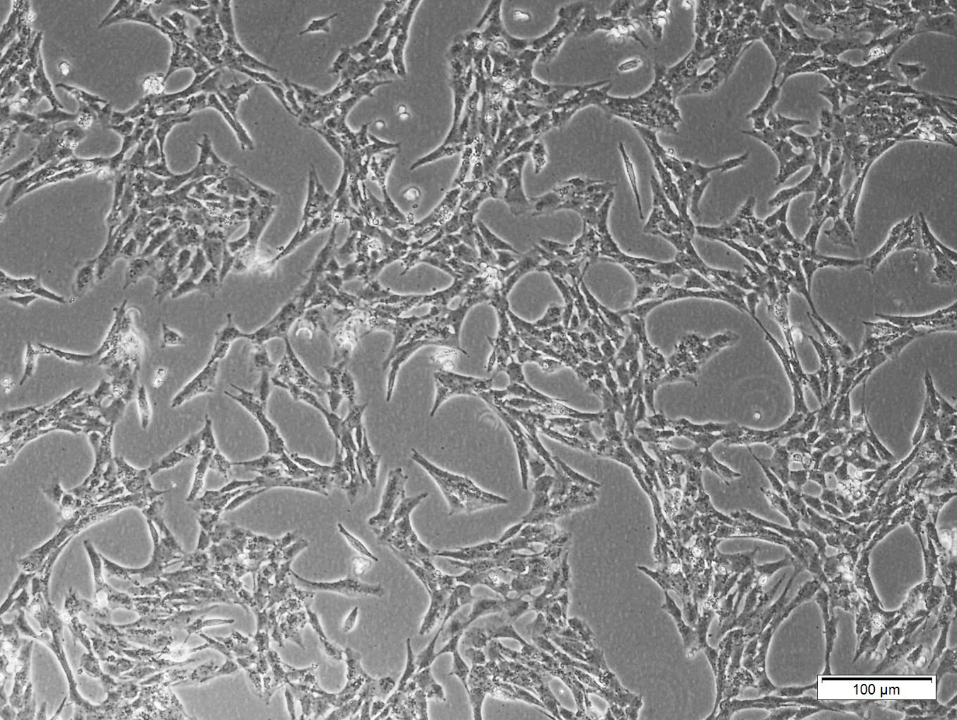 R-CTX-SV40-GFP (大鼠永生化星形胶质细胞)