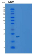 小鼠C-X-C基序趋化因子15/cxcl 15/肺因子重组蛋