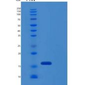 人IL17 / IL17A重组蛋白