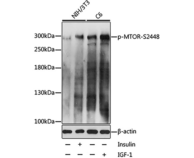 Phospho-mTOR (Ser2448) Rabbit 