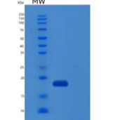 人IL36G / IL1F9重组蛋白aa 18-169