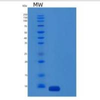 小鼠补体成分5(C5)重组蛋白