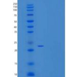 人HDGFRP3/HRP-3/HDGF2重组蛋白C-6His