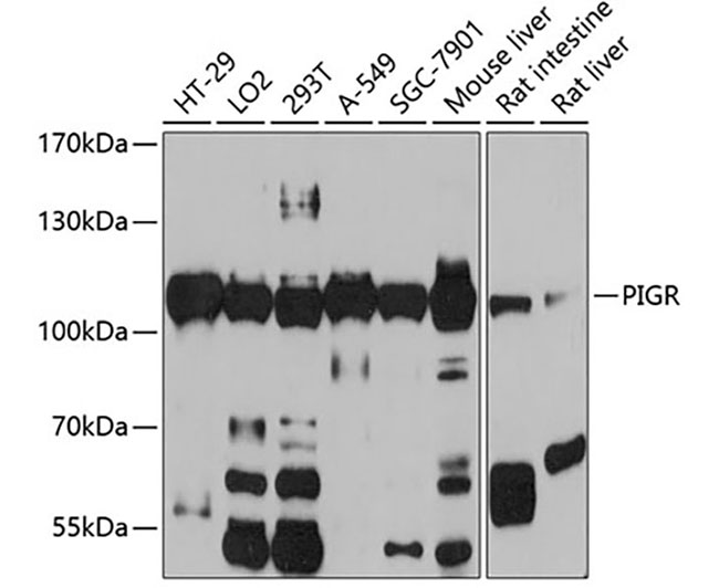 PIGR Rabbit Polyclonal Antibod