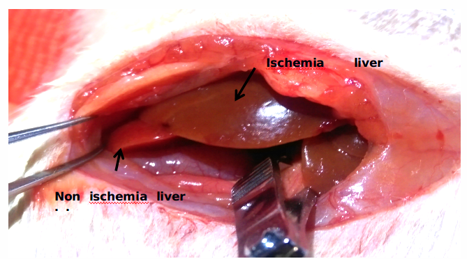 2/3肝缺血再灌注(HIRI)动物模型