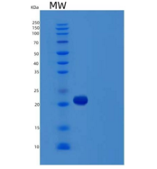人血管内皮生长因子C(VEGFC)重组蛋白