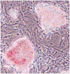 0714652859332066.png 2D饲养层培养01.png