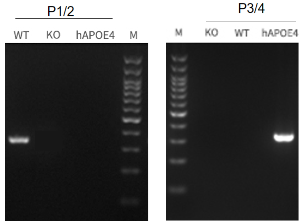 Apoe4-2.png Apoe4-2.png