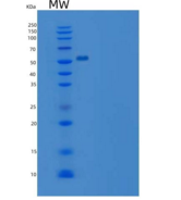 大鼠IL7R / IL7RA重组蛋白Fc tag