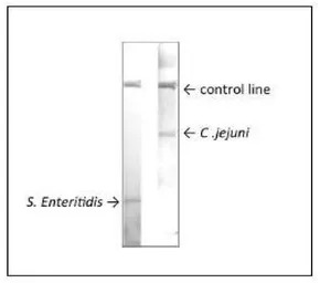 Salmonella enteritidis LPS ant