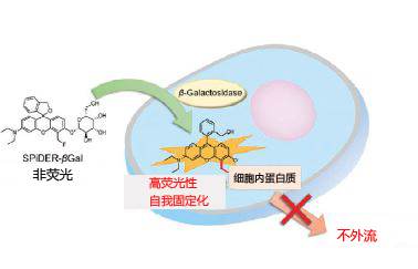 2414667552661261.jpg 2-.jpg