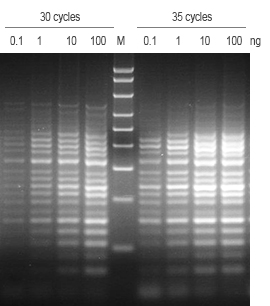 2×RAPA3G Multiplex PCR Mix