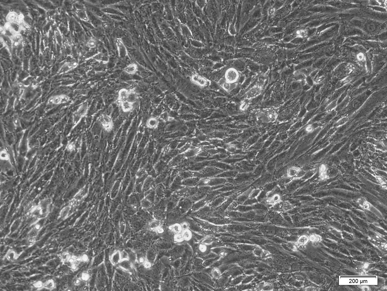 L6 (大鼠成肌细胞)