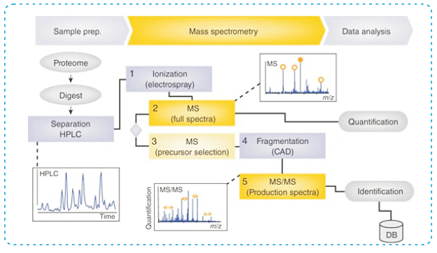 非标记磷酸化蛋白质组学定量(Pho-Label free)