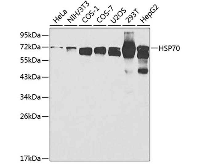 HSP70 Rabbit Polyclonal Antibo