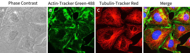 Tubulin-Tracker Red (抗体法微管红色荧光